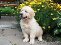 Золотистый ретривер! Щенки! Минск! - Изображение #3, Объявление #327090