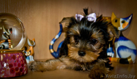  йоркширского терьера щенки(мальчики) - Изображение #1, Объявление #320823