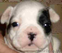 *****Щенки французского бульдога***** - Изображение #1, Объявление #323634