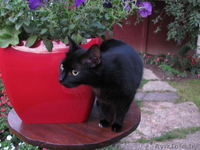 черненькая миниатюрная кошечка - Изображение #1, Объявление #317932