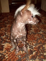 Кобель Китайской хохлатой приглашает на вязку  - Изображение #1, Объявление #333505