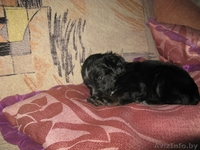 Продаются щенки кокер-спаниеля ДЕШЕВО !!! - Изображение #2, Объявление #326911