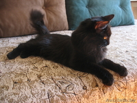 Кошка скоттиш-страйт - Изображение #2, Объявление #313919