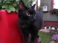 черненькая миниатюрная кошечка - Изображение #2, Объявление #317932