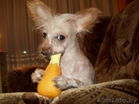 Кобель Китайской хохлатой приглашает на вязку  - Изображение #2, Объявление #333505