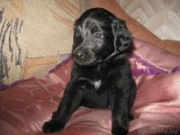 Продаются щенки кокер-спаниеля ДЕШЕВО !!! - Изображение #3, Объявление #326911