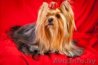 йоркширского терьера красивая девочка - Изображение #7, Объявление #318104