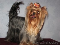 йоркширского терьера красивая девочка - Изображение #8, Объявление #318104