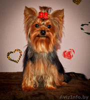  йоркширского терьера щенки(мальчики) - Изображение #3, Объявление #320823