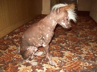 Кобель Китайской хохлатой приглашает на вязку  - Изображение #4, Объявление #333505