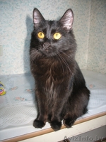 Кошка скоттиш-страйт - Изображение #5, Объявление #313919