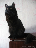 Кошка скоттиш-страйт - Изображение #7, Объявление #313919