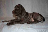 щенки курцхаара - Изображение #3, Объявление #314689