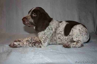 щенки курцхаара - Изображение #2, Объявление #314689