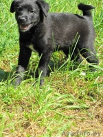 отдам щенка в хорошие руки - Изображение #3, Объявление #316790