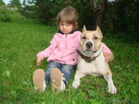 щенки амстаф терьера - Изображение #2, Объявление #337653