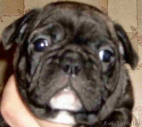 *****Щенки французского бульдога***** - Изображение #2, Объявление #323634