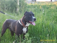 в дар питбуль. кобель. 4 года - Изображение #1, Объявление #322117