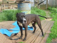 в дар питбуль. кобель. 4 года - Изображение #2, Объявление #322117