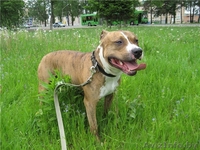 Стафф 3,5 года в дар! - Изображение #2, Объявление #322120