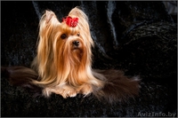 йоркширского терьера красивая девочка - Изображение #6, Объявление #318104