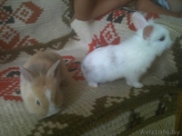 Декоративный кролик - Изображение #1, Объявление #323493