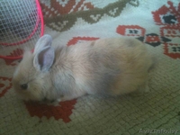 Декоративный кролик - Изображение #2, Объявление #323493