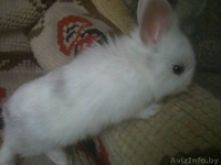 Декоративный кролик - Изображение #3, Объявление #323493