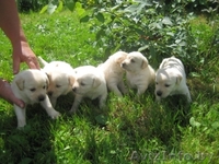 ЩЕНКИ ЛАБРАДОРА ПАЛЕВОГО ОКРАСА - Изображение #1, Объявление #338043