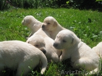 ЩЕНКИ ЛАБРАДОРА ПАЛЕВОГО ОКРАСА - Изображение #3, Объявление #338043