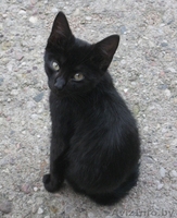 милые, задорные котята ищут семью. - Изображение #1, Объявление #322229