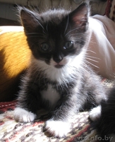 Задорные котята ищут семью. - Изображение #2, Объявление #332491