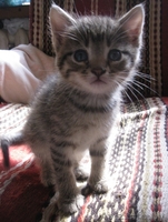 Задорные котята ищут семью. - Изображение #3, Объявление #332491