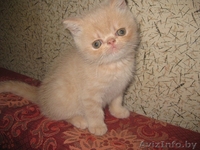 Экзотические короткошерстные - Изображение #2, Объявление #311522