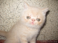 Экзотические короткошерстные - Изображение #3, Объявление #311522