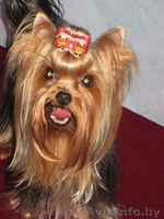 йоркширского терьера красивая девочка - Изображение #9, Объявление #318104