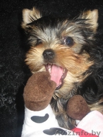 йоркширского терьера красивая девочка - Изображение #5, Объявление #318104