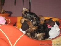 йоркширского терьера красивая девочка - Изображение #4, Объявление #318104