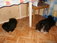 Продам двух пекинесов (брат и сестра)срочно! - Изображение #1, Объявление #332377