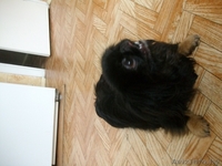 Продам двух пекинесов (брат и сестра)срочно! - Изображение #4, Объявление #332377