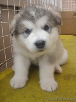 Аляскинский маламут (продажа щенков) - Изображение #1, Объявление #323775