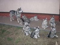 Аляскинский маламут (продажа щенков) - Изображение #2, Объявление #323775