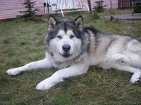 Аляскинский маламут (продажа щенков) - Изображение #3, Объявление #323775