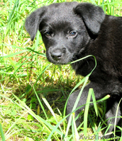 отдам щенка в хорошие руки - Изображение #1, Объявление #316790