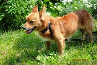 Крохотный песик Рыжик в дар - Изображение #3, Объявление #309982