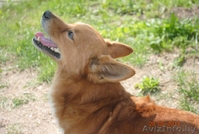 Крохотный песик Рыжик в дар - Изображение #1, Объявление #309982