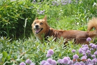 Крохотный песик Рыжик в дар - Изображение #2, Объявление #309982