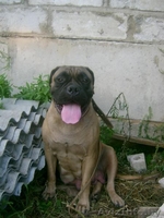 бульмастифа щенки - Изображение #1, Объявление #335465