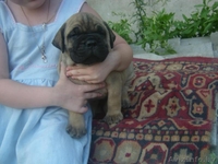 бульмастифа щенки - Изображение #3, Объявление #335465