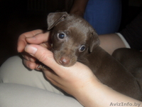 Той-терьер щенок - Изображение #2, Объявление #321469